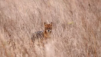 &Scaron;akal v naravi. V Sloveniji