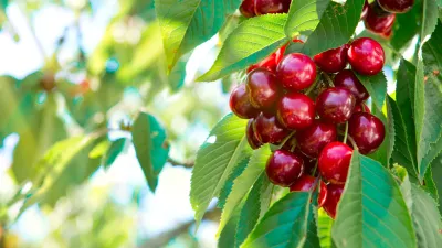 Češnja z mamljivimi plodovi. Fotografija je simbolična. / Foto: iStock
