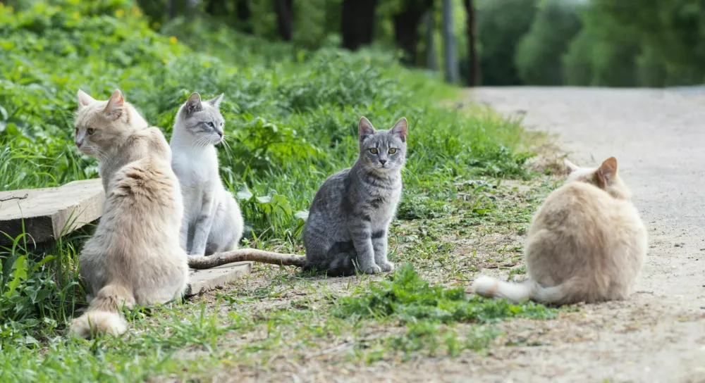 Foto: iStock