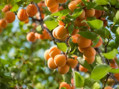 Marelica z zrelimi sadeži. / Foto: Istock