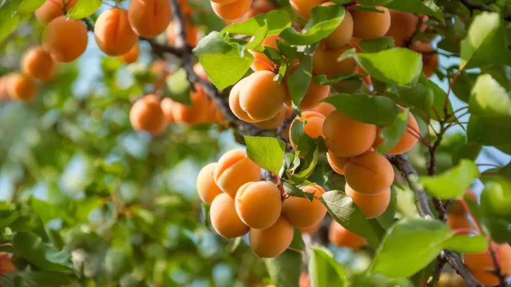 Marelica z zrelimi sadeži. / Foto: Istock