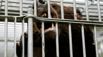 FILE PHOTO: A brown bear gnaws at the cage it is trapped in in Sunagawa, Hokkaido Prefecture, Japan October 16, 2024. REUTERS/Sakura Murakami/File Photo