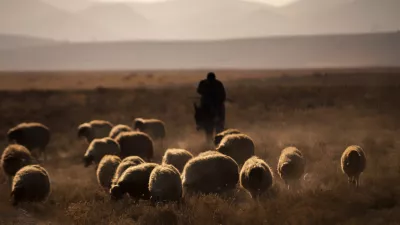 They contribute to the family economy by selling the milk, cheese, yoghurt and meat they obtain by breeding buffalos, cows, sheep and goats, and they travel in large herds to drink water at sunset.