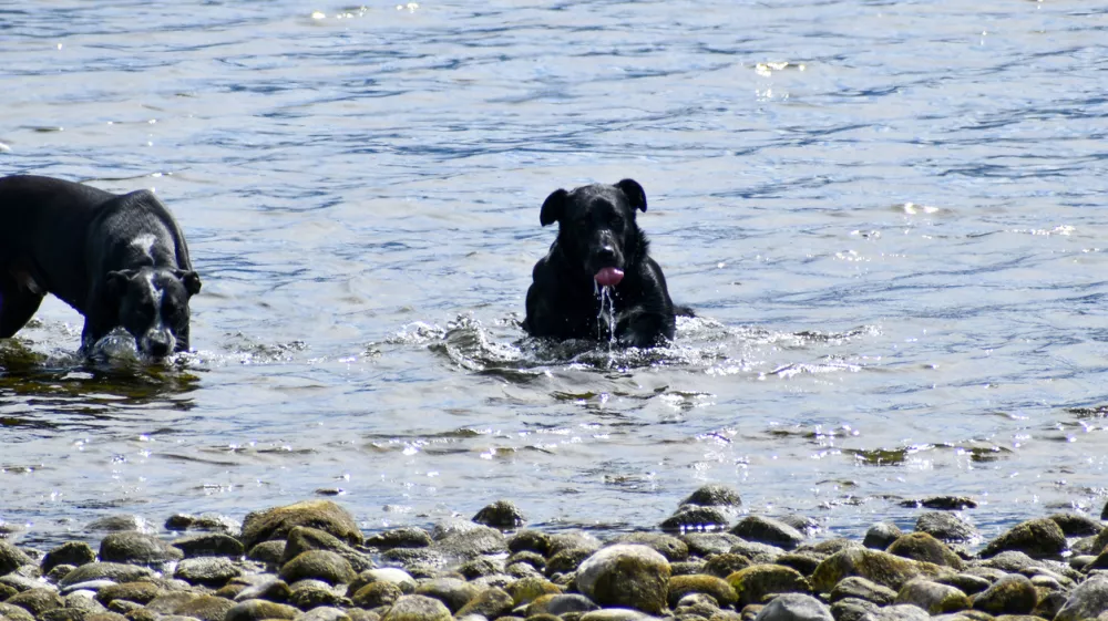Black and white dog playing in the water / Foto: Leviticus Hayes Getty Images