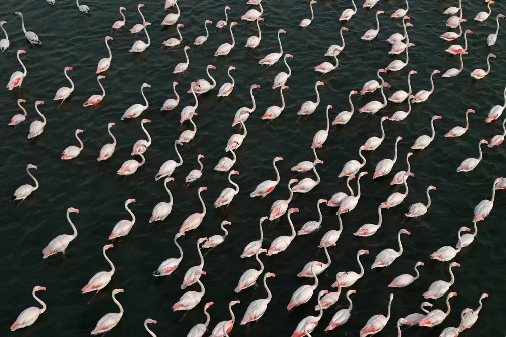 A drone view of the flamingos in the Vjosa-Narte protected area where a luxury resort is planned by a company linked with Donald Trump's son-in-law Jared Kushner, near Vlora, Albania, May 10, 2026. REUTERS/Florion Goga