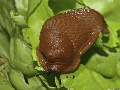 Red slug (Arion rufus),Image: 1010736178, License: Rights-managed, Restrictions:, Model Release: no 