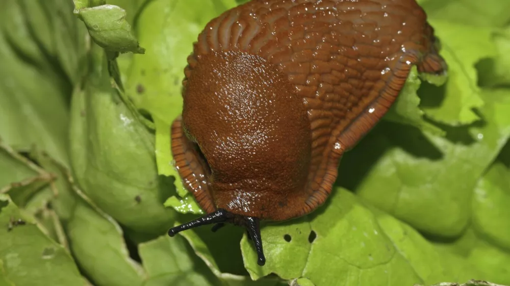 Red slug (Arion rufus),Image: 1010736178, License: Rights-managed, Restrictions:, Model Release: no 