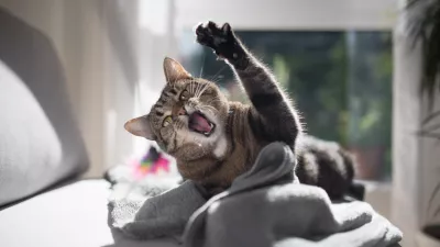 tabby domestic shorthair cat playing with a cat's toy on gray couch