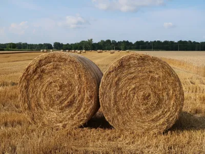 polje, p&scaron;enica, žetev. Foto: Tatjana Pihlar 