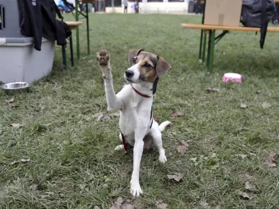 - 12.11.2022 &ndash; Kinolo&scaron;ko dru&scaron;tvo Ljubljana &ndash; &scaron;olanje psov - dan odprtih vrat ob praznovanju 100-letnice KD Ljubljana &ndash; Pot za Brdom 10, //FOTO: Jaka Gasar