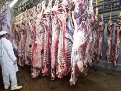 klavnica &Scaron;kofja Loka, meso, govedo, veterinar   - Veterinarska uprava RS (Vurs) ob 250. obletnici veterinarskega poklica - ogled celotnega postopka nadzora VURS v času obratovanja klavnice in varnosti krme ter nadzor varnosti živil živalskega izvora v primarni proizvodnji (mlekarna in sirarna).  //FOTO: Jaka Adamič 