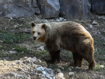 - medved 03.03.2022 - Živalski vrt ZOO Ljubljana - //FOTO: Luka Cjuha.