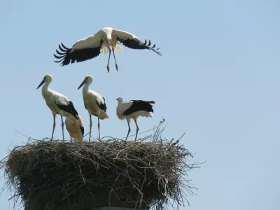 &Scaron;tevilne &scaron;torklje so se letos iz prezimovali&scaron;č vrnile prej, kot je običajno, saj so bila prva gnezda zasedena že v prvi polovici februarja, običajno pa se &scaron;torklje vrnejo marca.

&nbsp;

Ur&scaron;ka Gaj&scaron;ek

&nbsp;