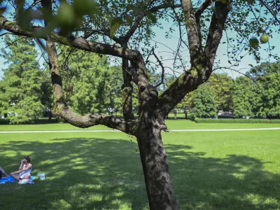 31.07.2024 - Po&scaron;kodovana drevesa, park Tivoli. FOTO: Nik Erik Neubauer