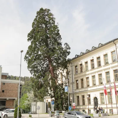 Mogočna sekvoja zaradi poškodovanosti koreninskega sistema ni več sposobna držati lastne teže, zato jo bodo danes posekali. Foto: Saša Despot