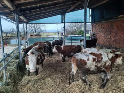 Upravni in&scaron;pektor je policiji naznanil sum storitve kaznivega dejanja nevestnega dela in&scaron;pektorice Danu&scaron;e &Scaron;tiglic zaradi več lanskih domnevno nezakonitih odvzemov živali, ne le zaradi odvzema (in kasnej&scaron;e vrnitve) blatnega goveda na kmetiji Možgan pri Kr&scaron;kem (na fotografiji). Foto: Luka Cjuha&nbsp;