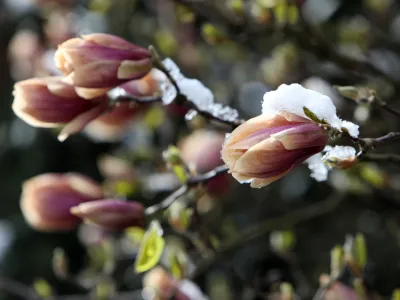 07.04.2021- Pomrzneni cvetovi, zmzal, aprilsko sneženje, pozebaFoto: Tomaž Skale
