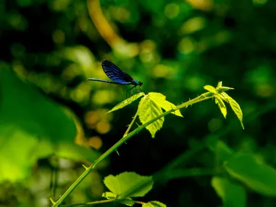 Ilustrativna fotografijaKačji pastor, naravafoto: Bojan Velikonja