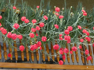 V preteklosti so krasili večinoma kmečke domove, danes pa na Gorenjskem skorajda ni kraja, kjer ne bi na&scaron;li hi&scaron;e z nageljni.&nbsp;